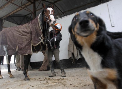 Citizenship in Jessica Harrington's yard at Commonstown Stables yesterday.