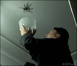 http://f1.thejournal.ie/media/2013/10/bb3b370e94d58a972b7ddcacb232bb63-how-not-to-catch-a-spider.gif