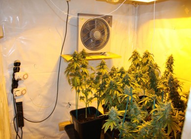 A separate grow house found by gardaà in August. (File photo)