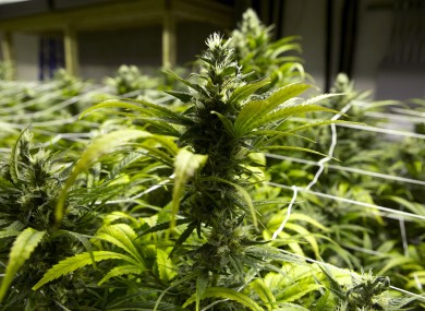 File image of cannabis plants