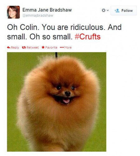 colin the pomeranian crufts colin the pomeranian was robbed at crufts and here s why colin the pomeranian crufts colin the pomeranian was robbed at crufts and here s why